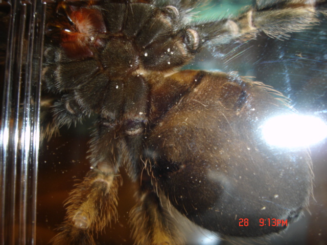 B. Smithi