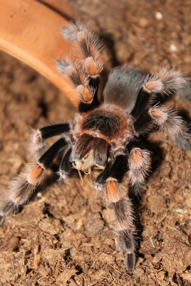 B.Smithi | Arachnoboards