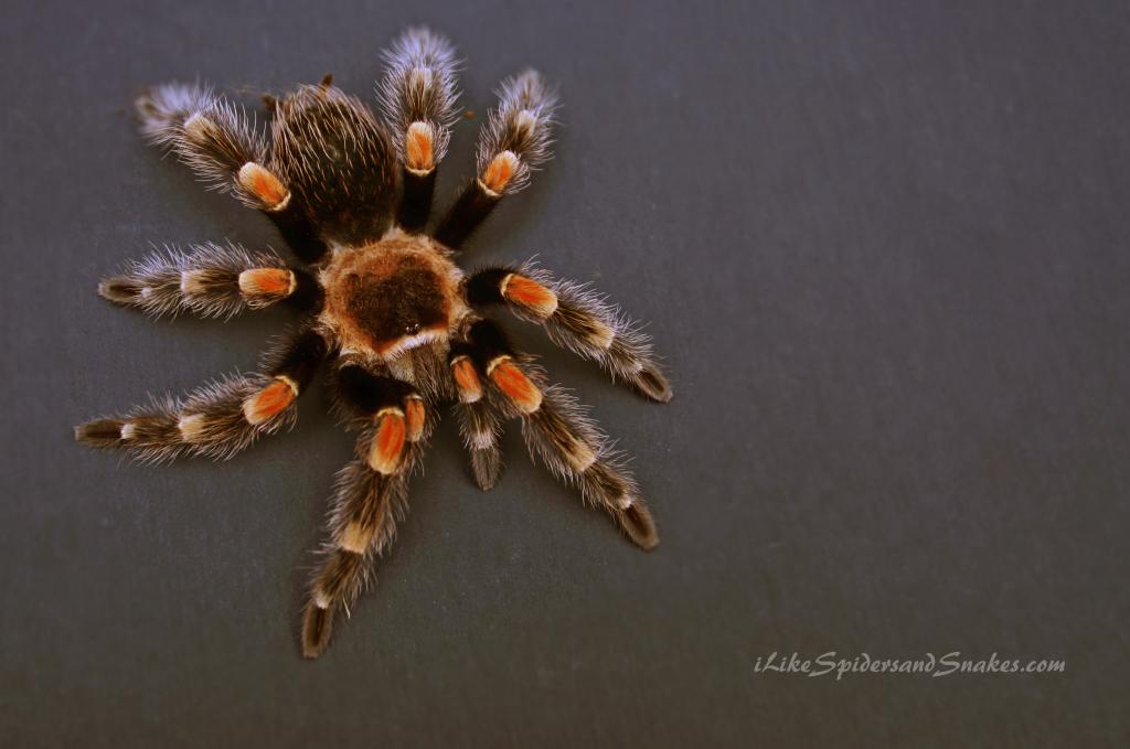 B. Smithi