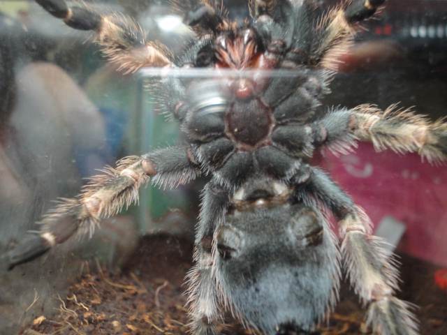 B. Smithi.