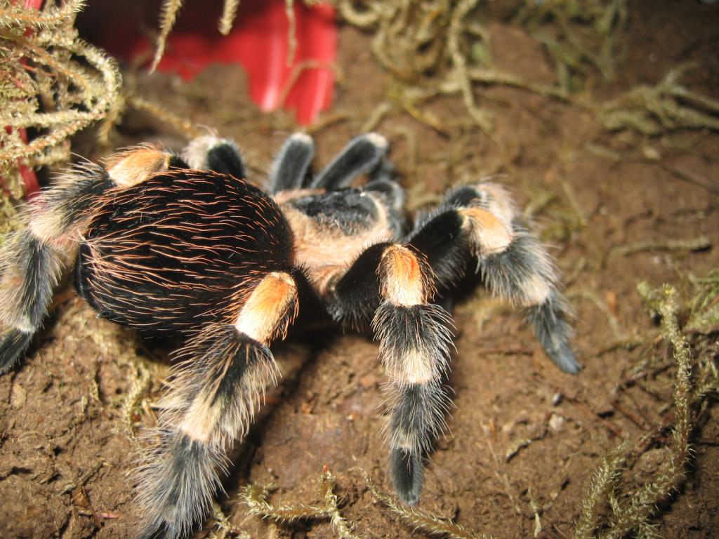 B. Smithi