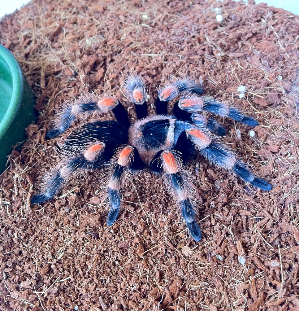 B smithi