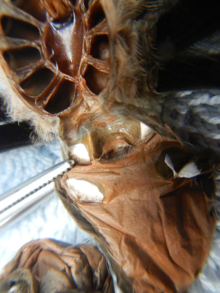 B. Smithi