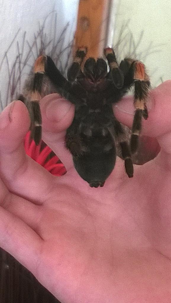 B. Smithi