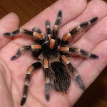 B. Smithi