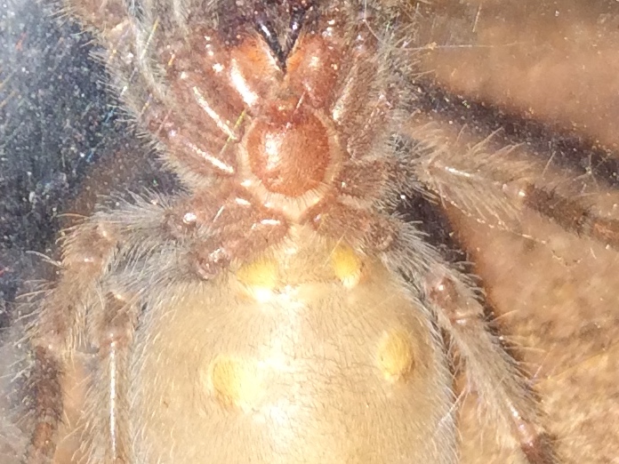 B. smithi