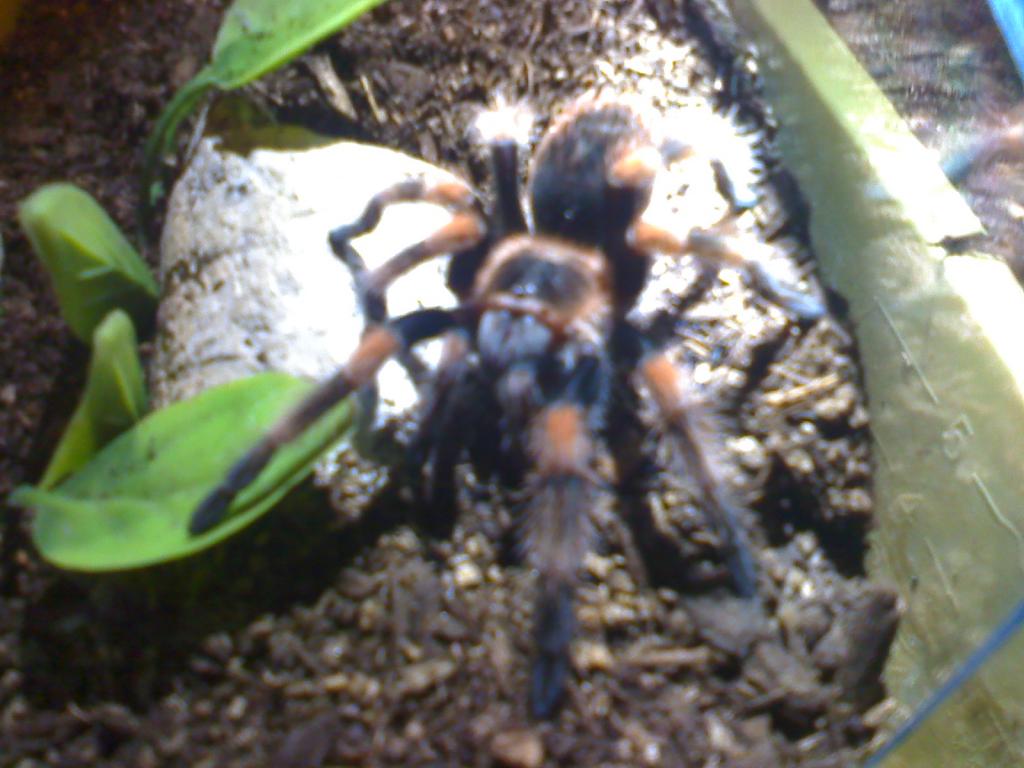 B. smithi