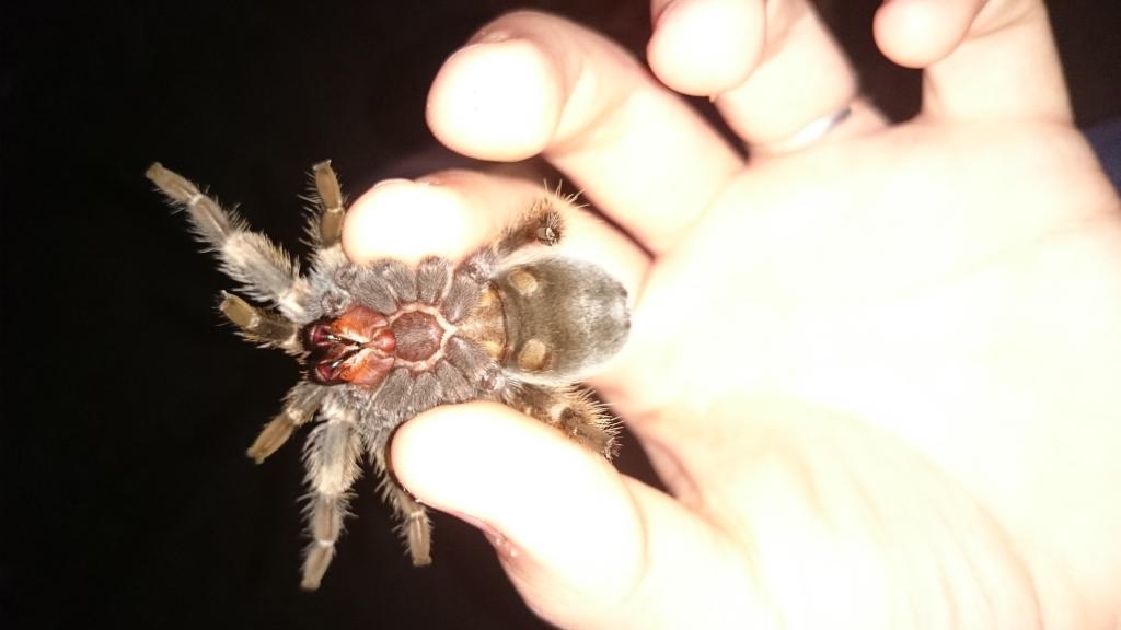 B. Smithi