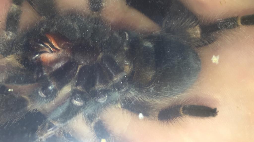 B.smithi