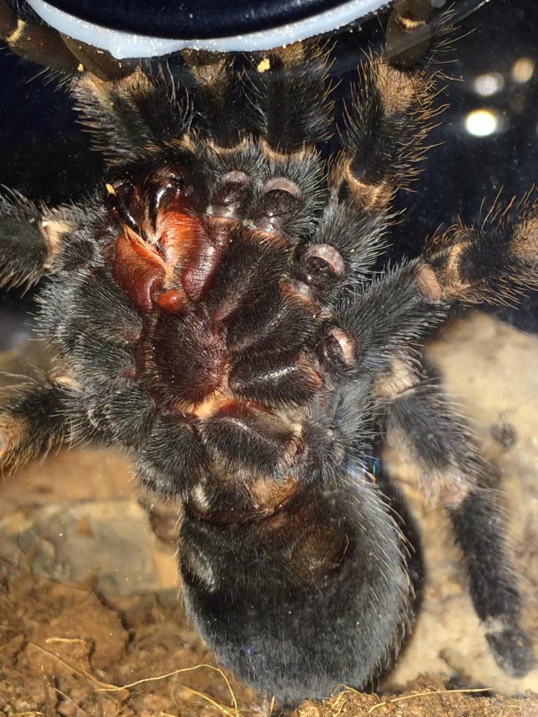 B smithi