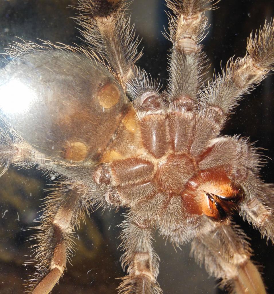 B smithi