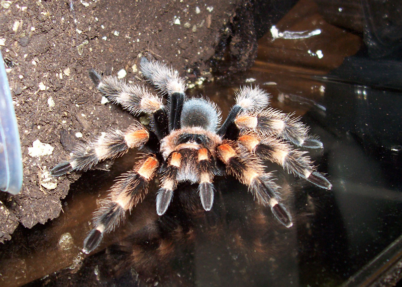 B. smithi