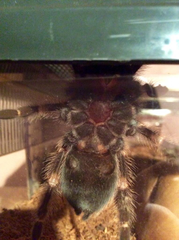 B Smithi