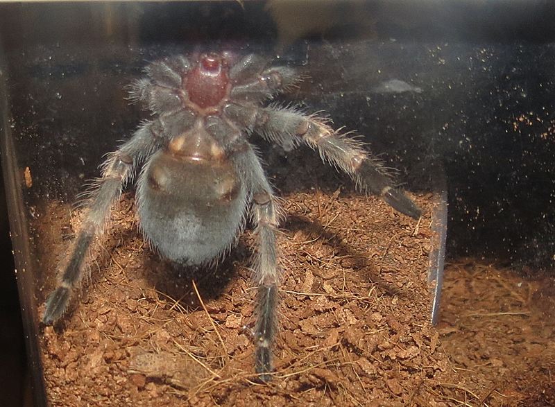 B. smithi