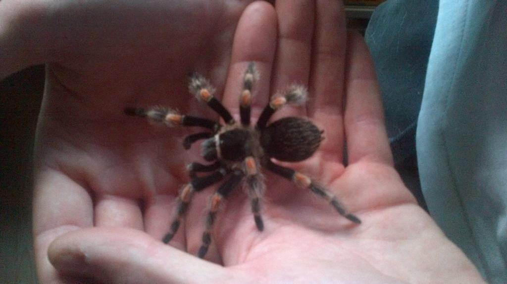 B.smithi