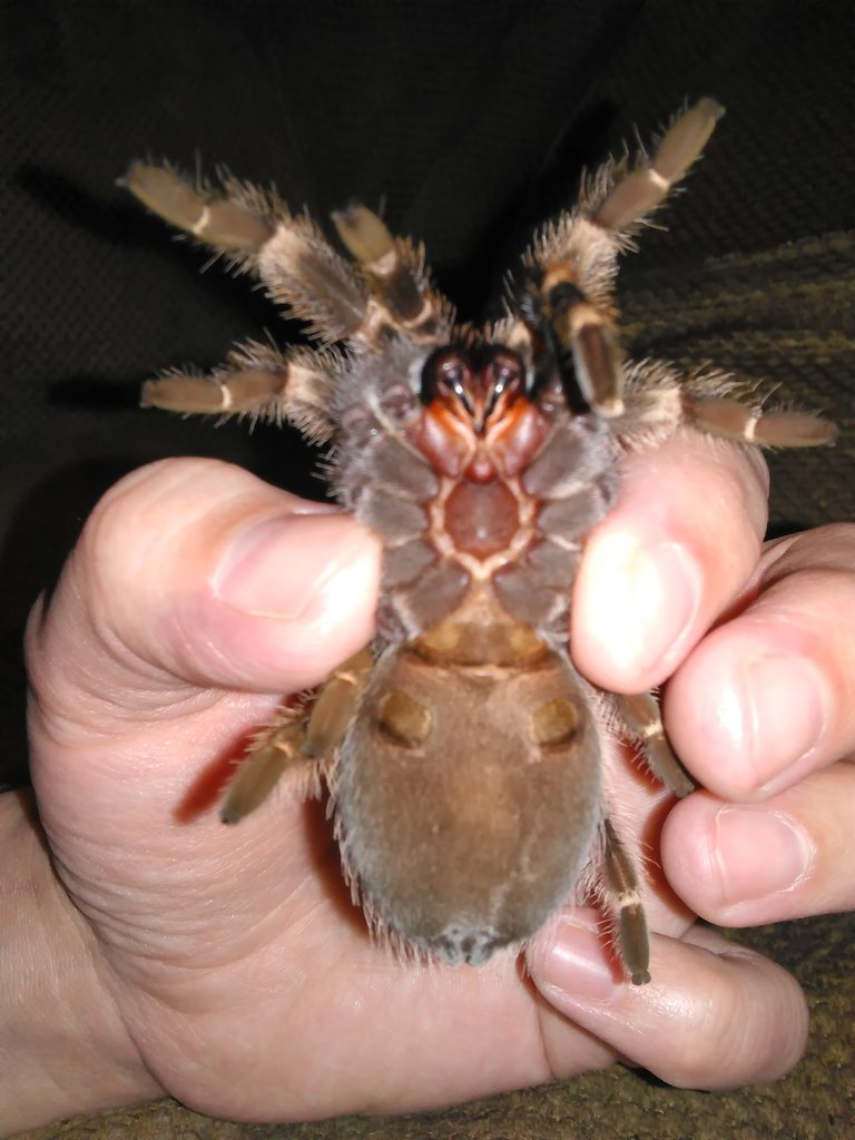 B. smithi