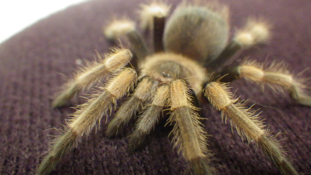 B. Smithi