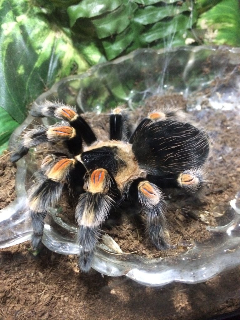 b. Smithi