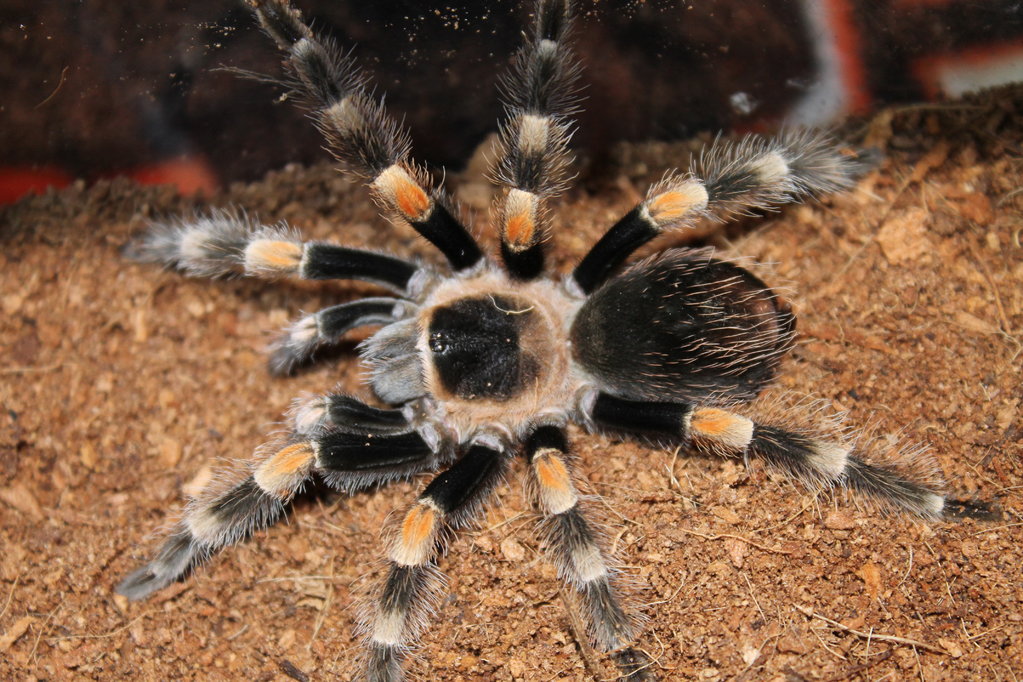 B Smithi