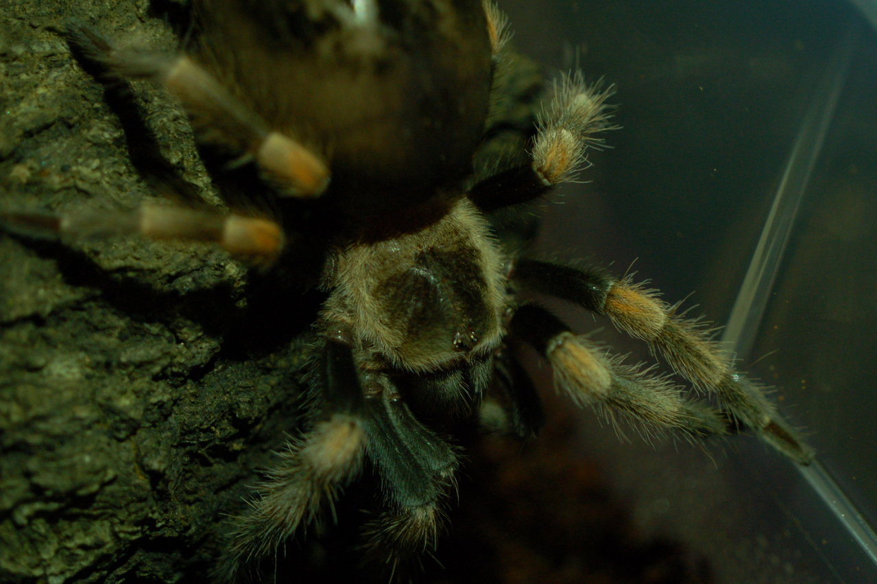 B. smithi