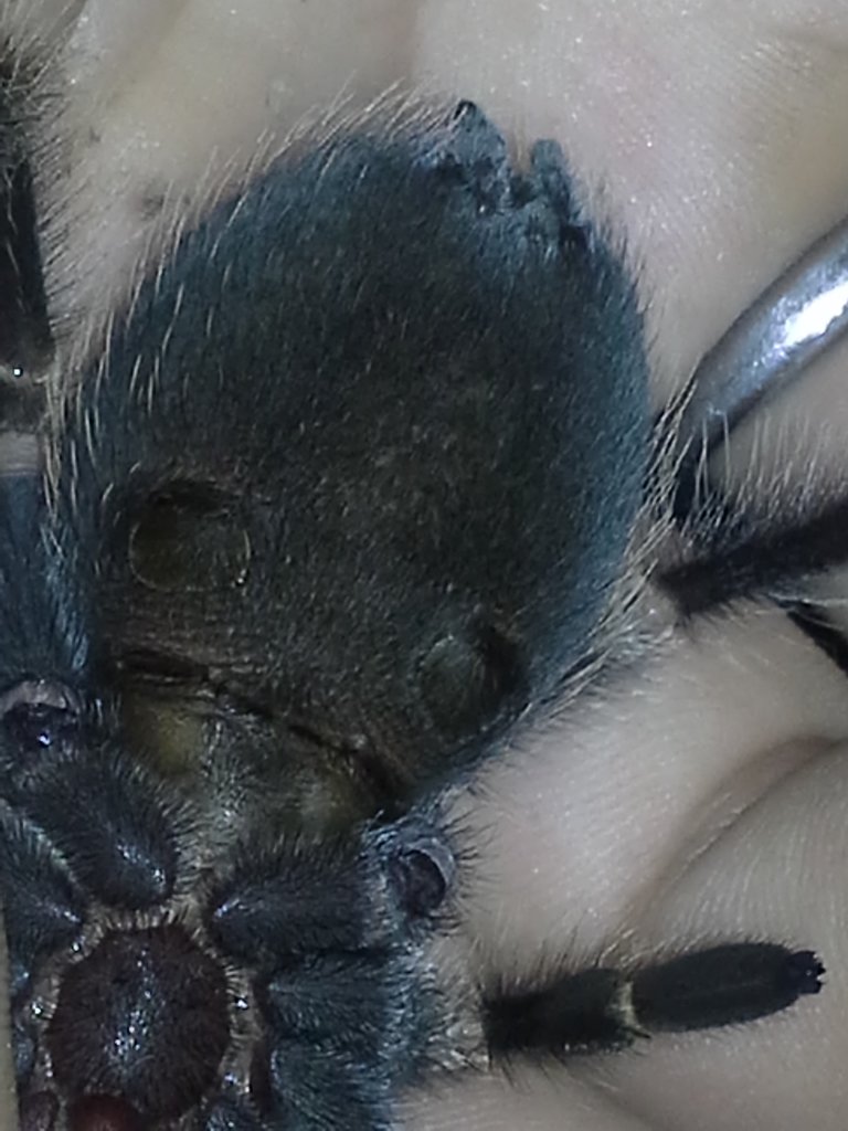 B. Smithi