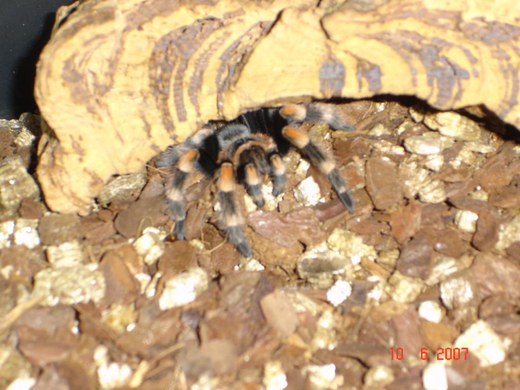 b.smithi