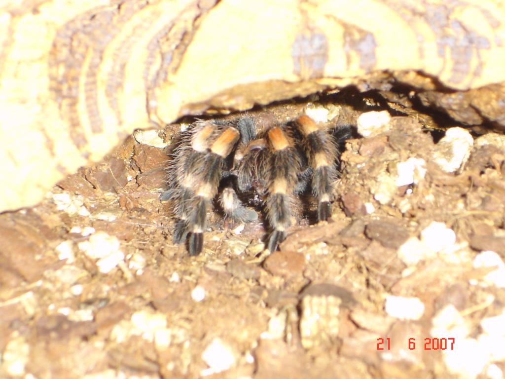 b.smithi