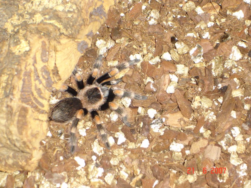 b.smithi