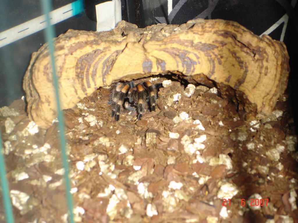 b.smithi