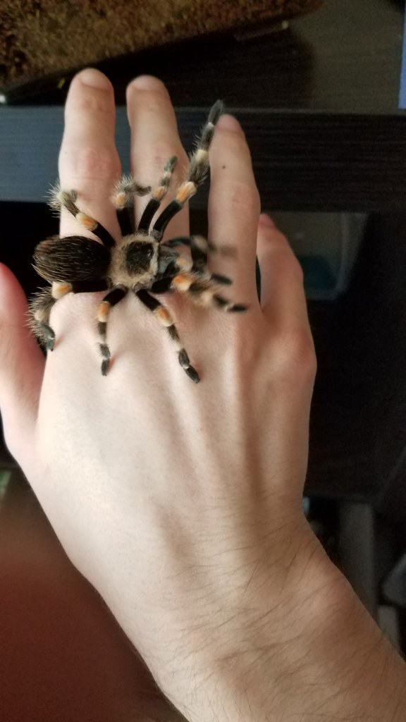 B smithi?