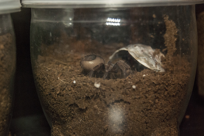 B. Smithi