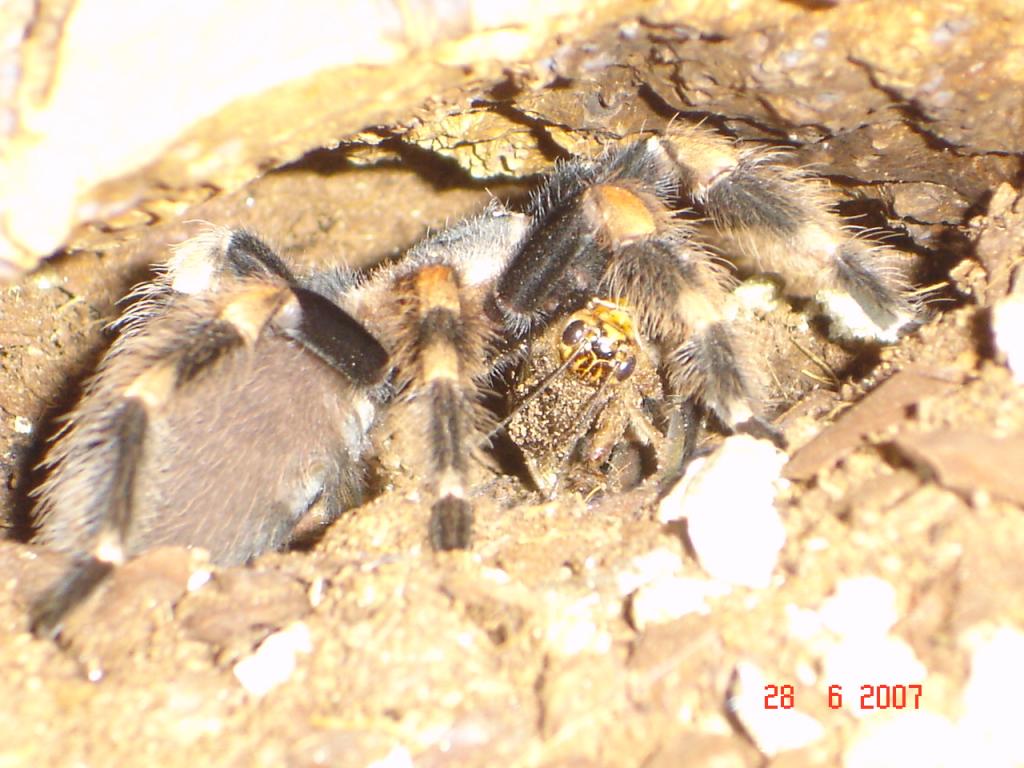 b.smithi