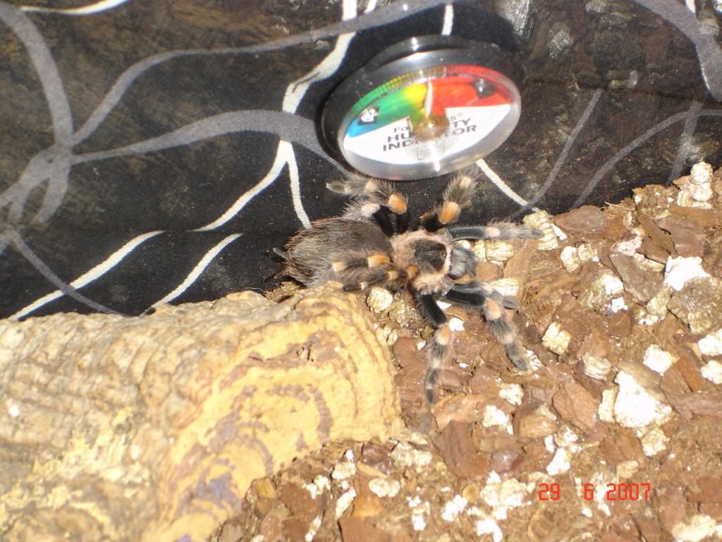 b.smithi