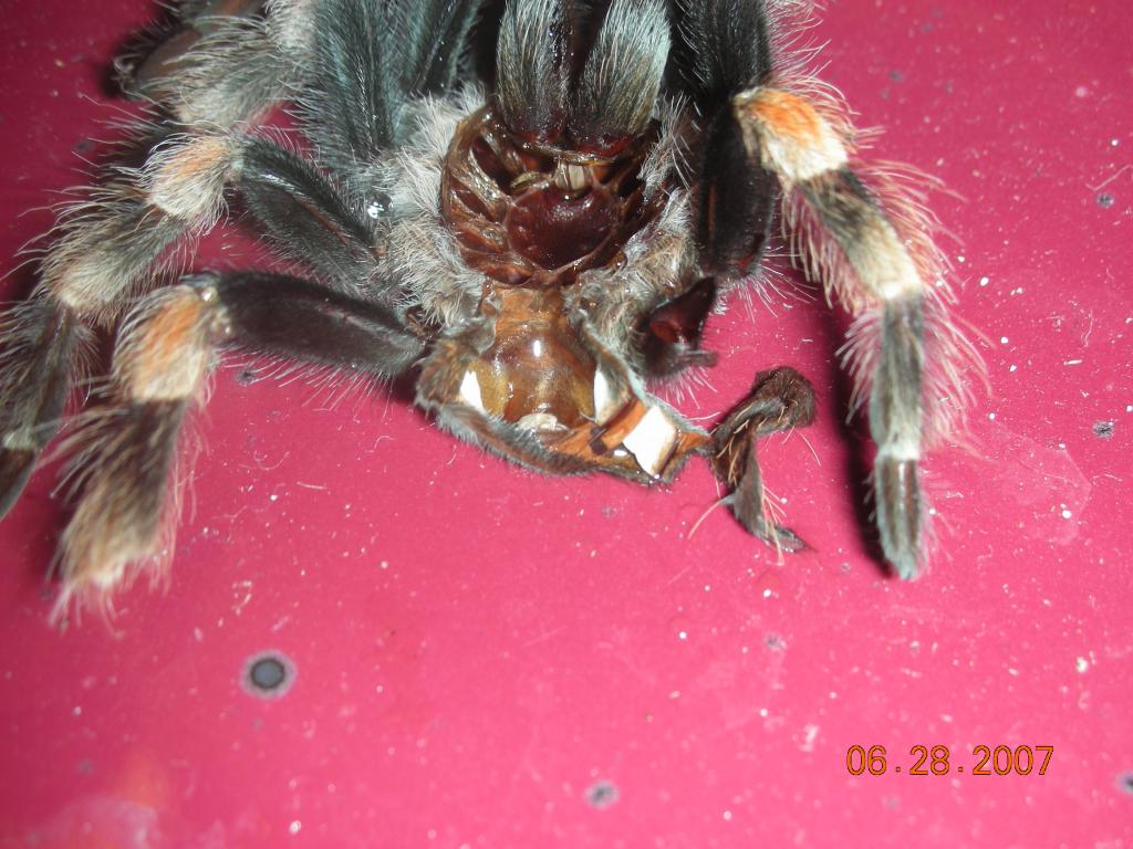 b. smithi