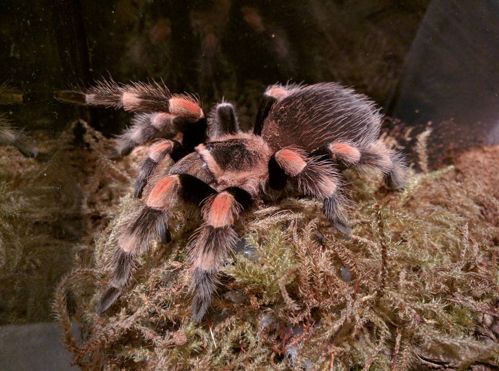 B smithi