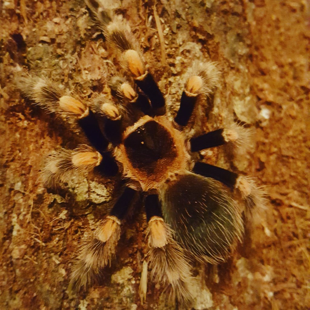 B. smithi