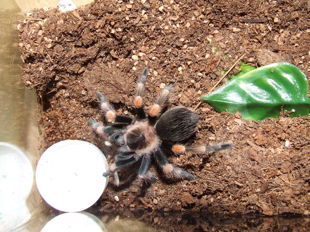 B. smithi