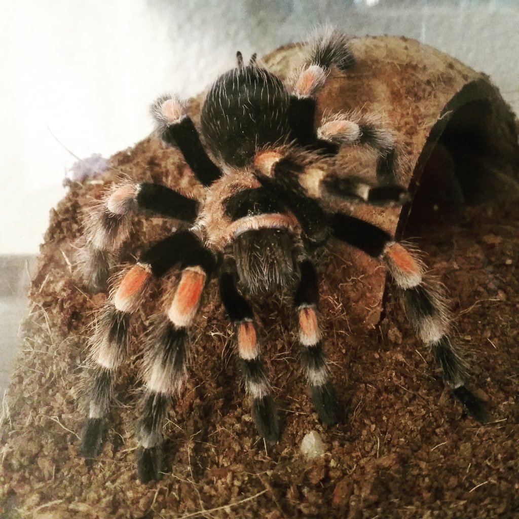 B. Smithi