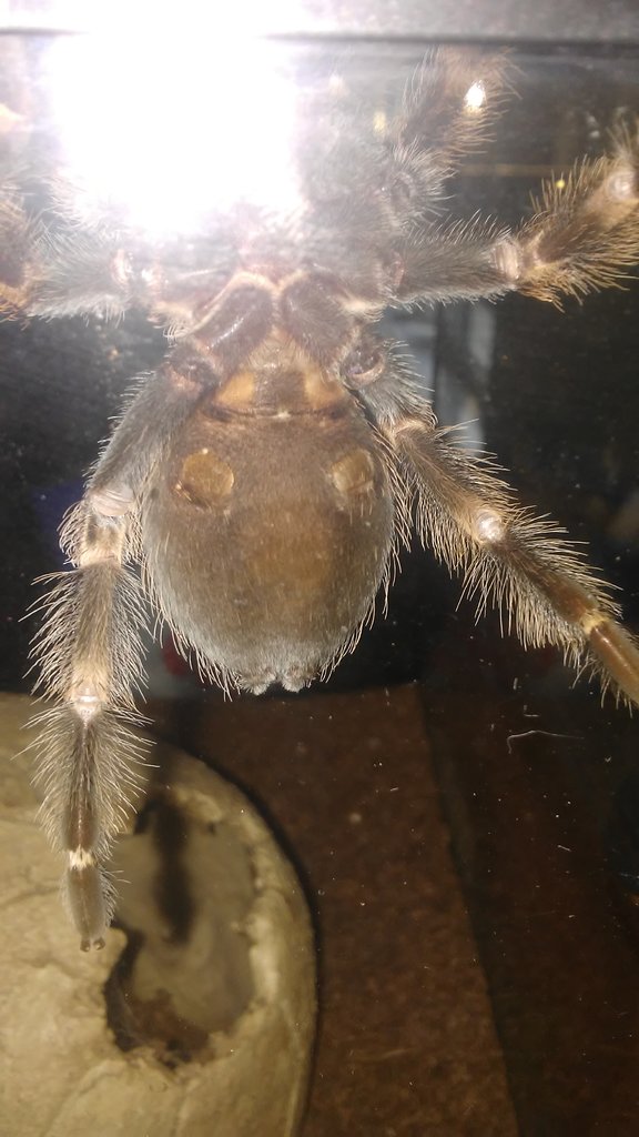 B smithi