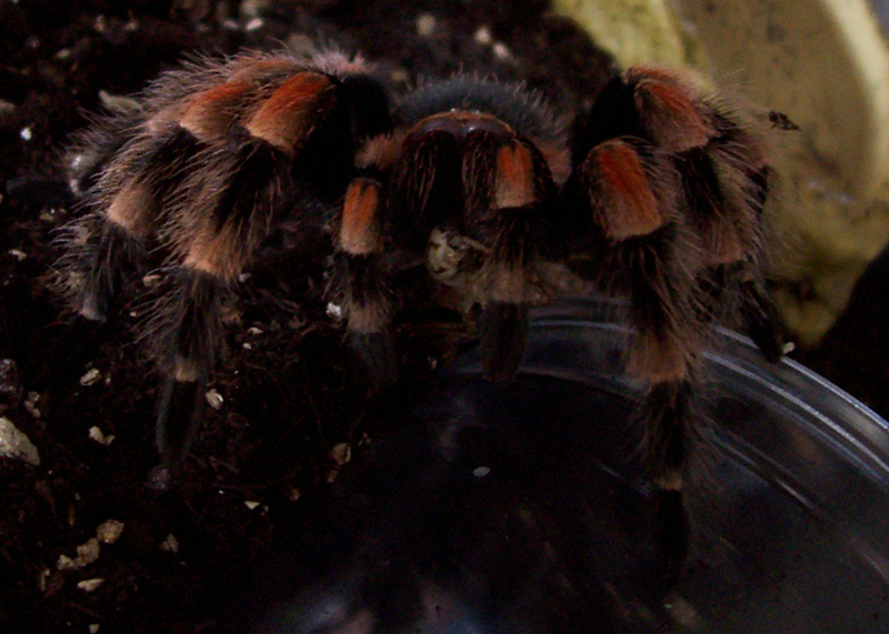 B. smithi