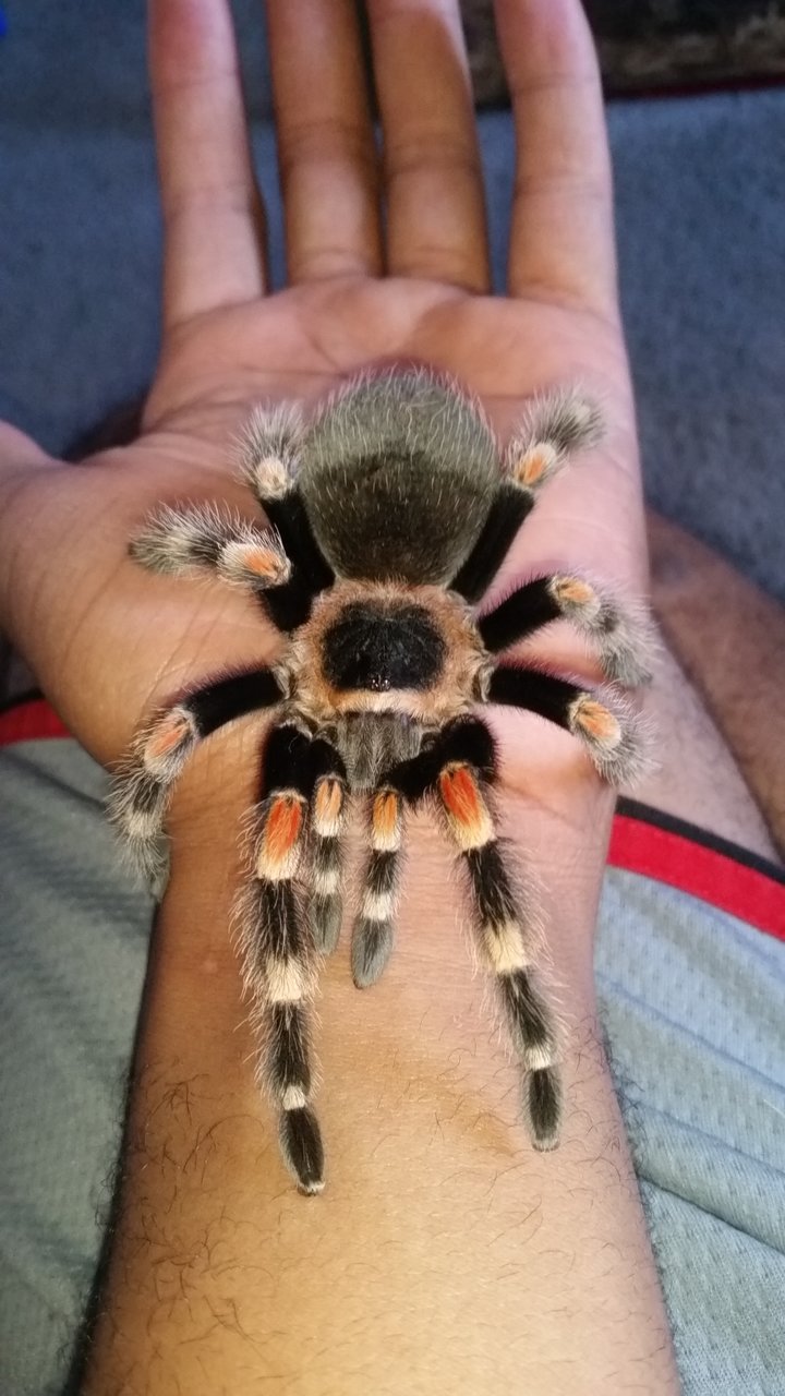 B. Smithi