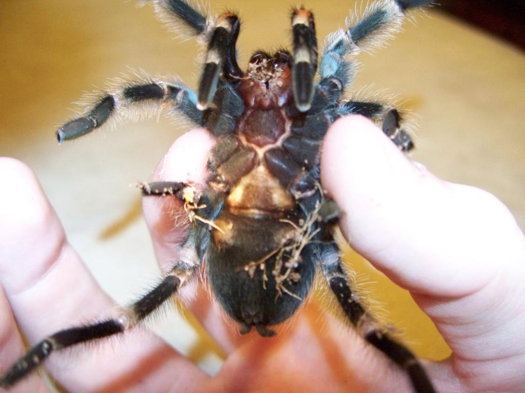 B. smithi