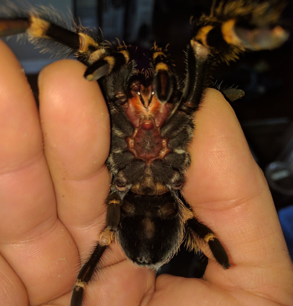 B. Smithi