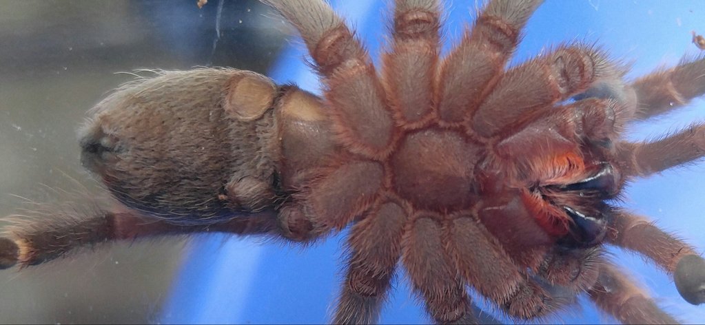 B. smithi