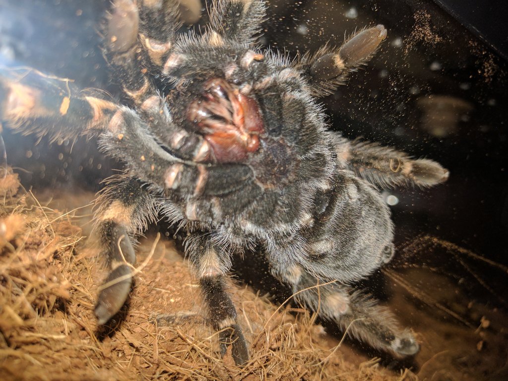 B. smithi