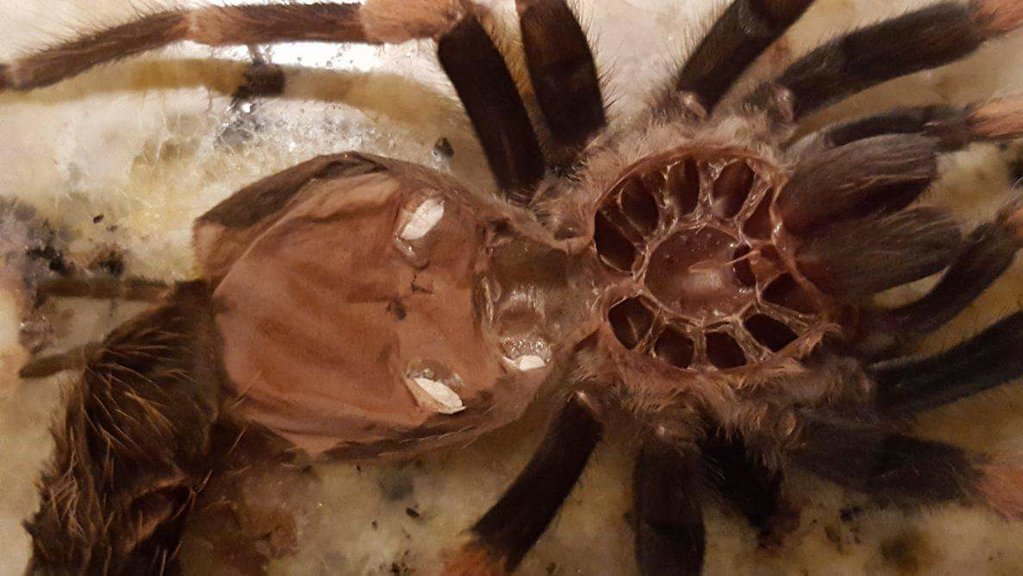 B smithi