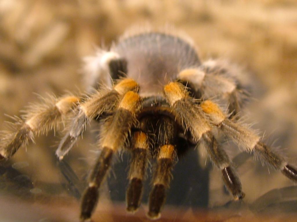 B. Smithi