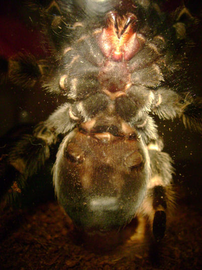 B. smithi