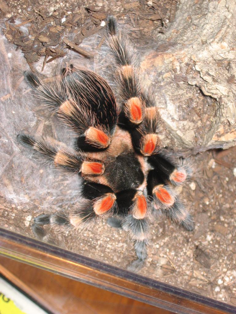 B. smithi