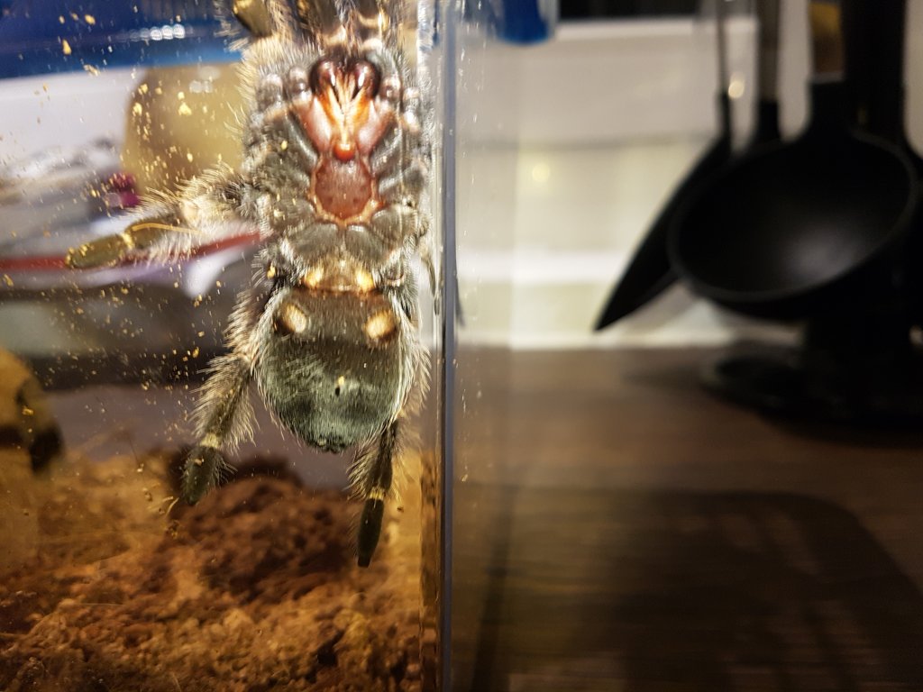 B.smithi